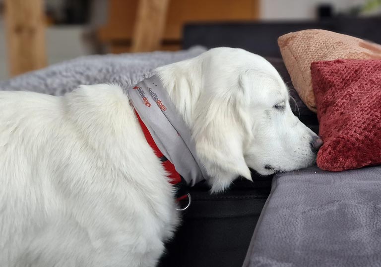 SniffleDogs